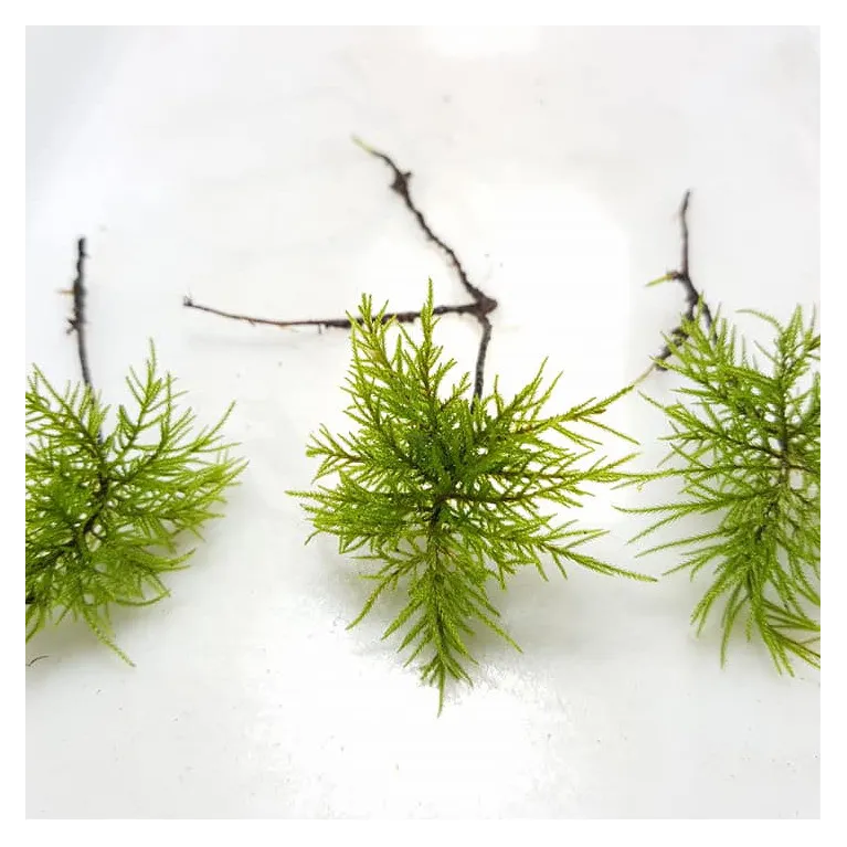 Climacium japonicum  in vitro