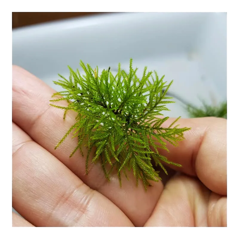 Climacium japonicum  in vitro