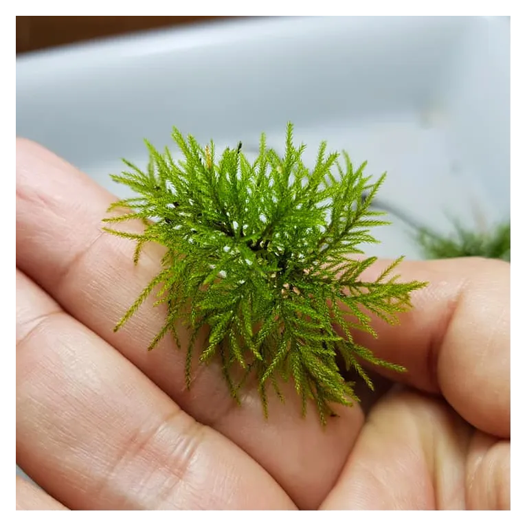 Climacium japonicum  in vitro