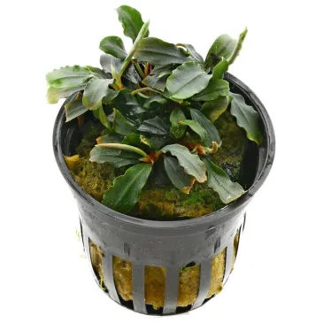 Bucephalandra  sp red