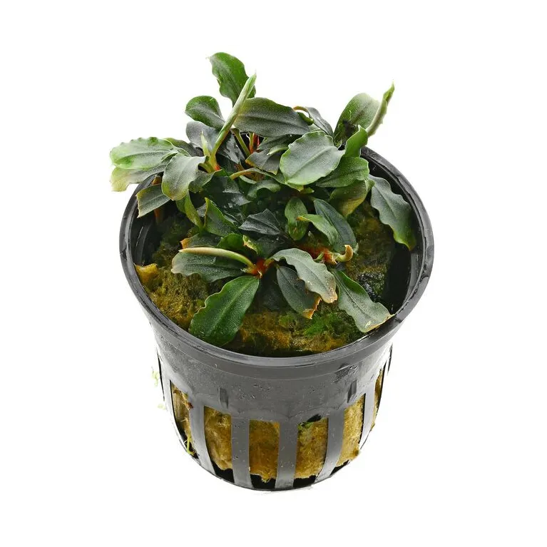 Bucephalandra  sp red