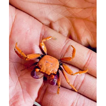 Geosesarma sp disco mâle