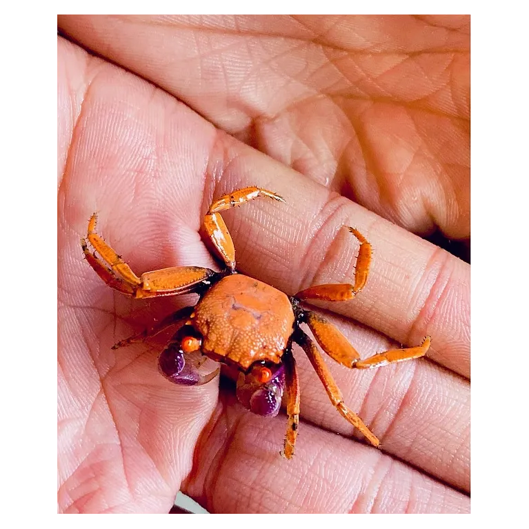 Geosesarma sp disco mâle