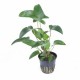 Anubias gracilis