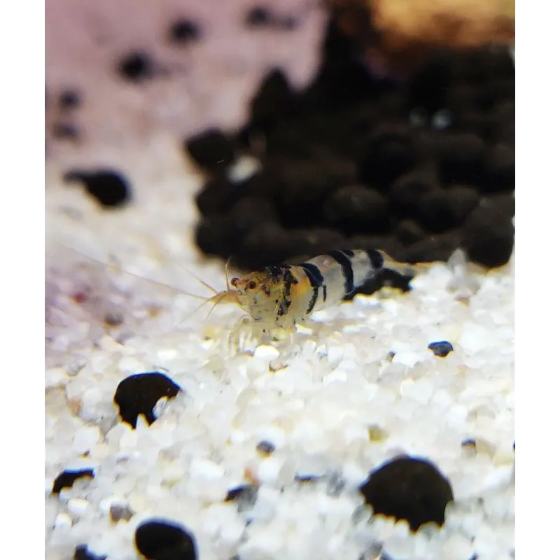 Racoon Tiger caridina cantonensis logemanni