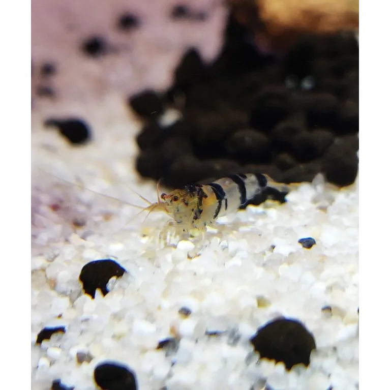 Racoon Tiger caridina cantonensis logemanni