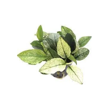 Anubias Barteri var. Nana Pinto