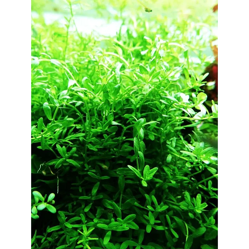 Rotala 'Green'