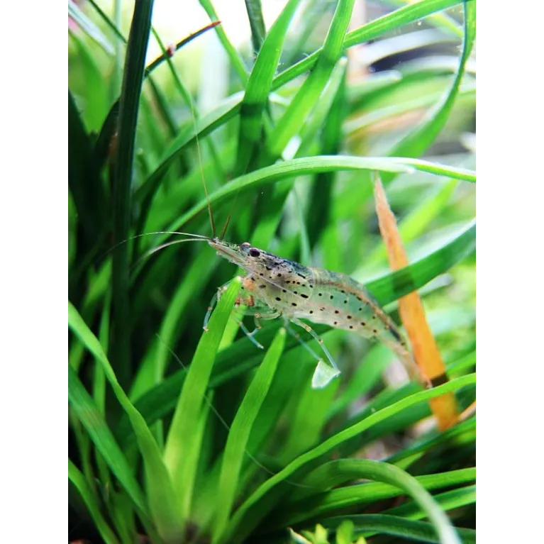 Crevette Amano caridina multidentata