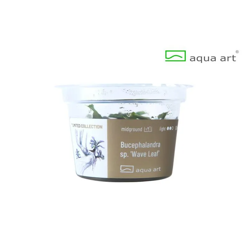 Bucephalandra sp Wave Leaf in vitro