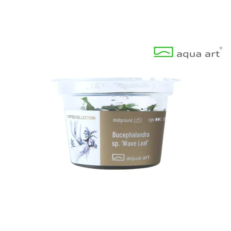 Bucephalandra sp Wave Leaf in vitro