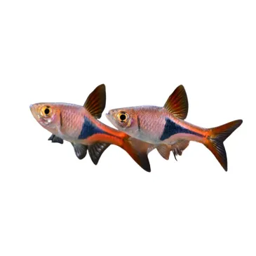 Rasbora arlequin - Trigonostigma espei