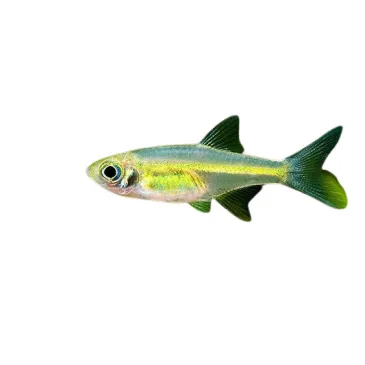 Rasbora émeraude - Microdevario kubotai