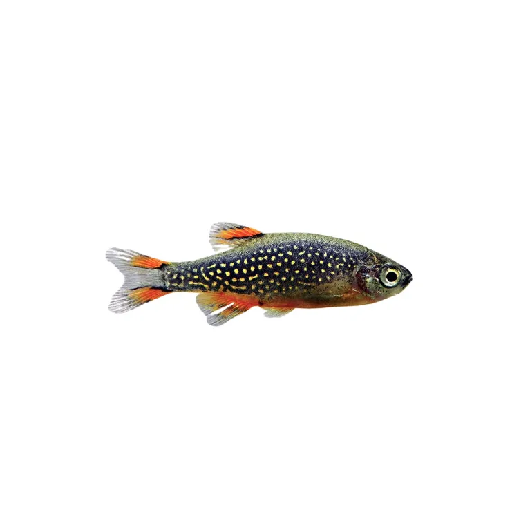Micro-rasbora galaxy - Celestichthys Margaritus