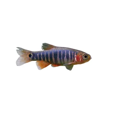 Celestichthys erythromicron - Danio émeraude