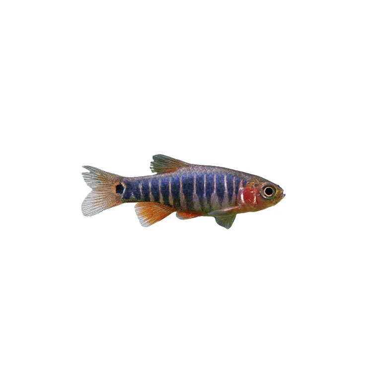 Celestichthys erythromicron - Danio émeraude