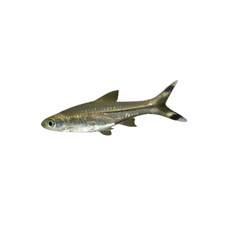 Rasbora dorsiocellata