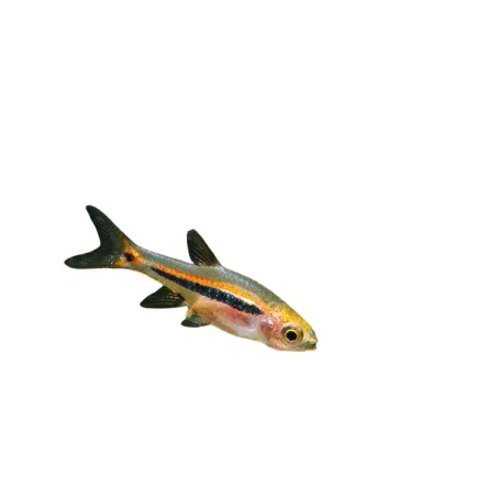 Boraras Urophthalmoides