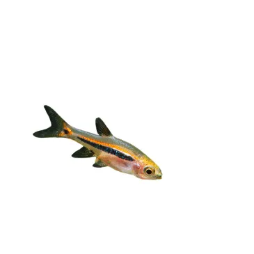 Boraras Urophthalmoides