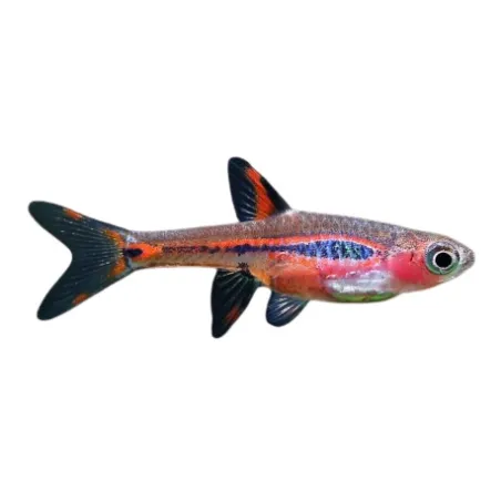 Rasbora orné - Boraras Brigittae