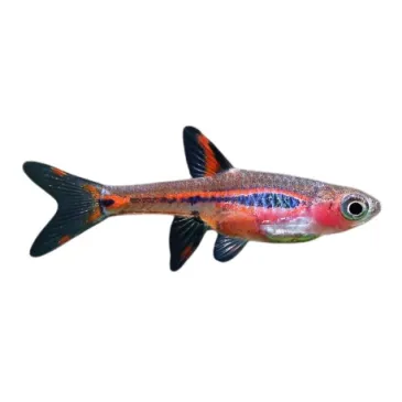Rasbora orné - Boraras Brigittae