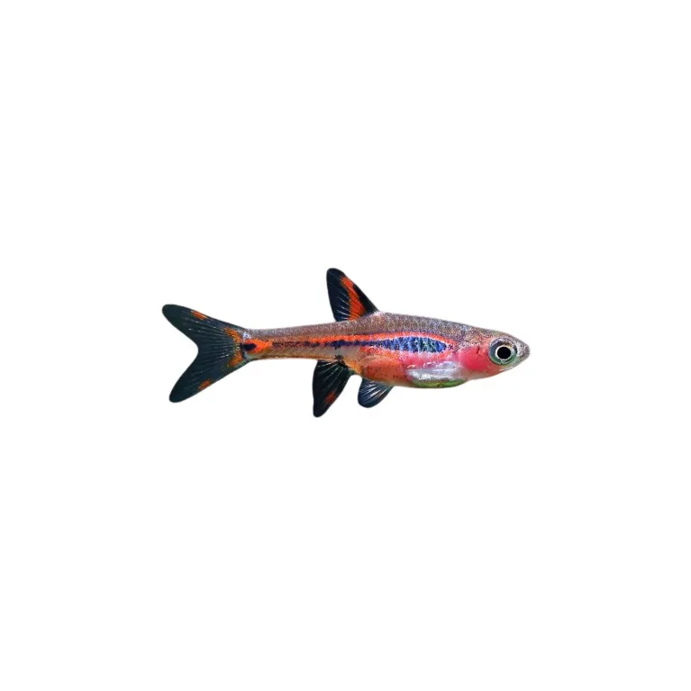 Rasbora orné - Boraras Brigittae