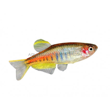 Celestichthys choprae - Danio choprae