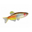 Celestichthys choprae - Danio choprae