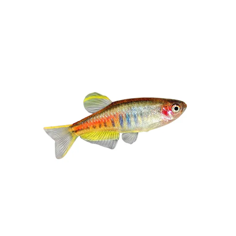 Celestichthys choprae - Danio choprae