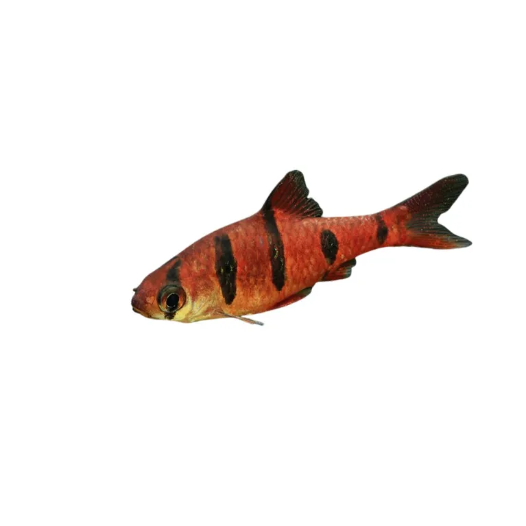 Desmopuntius pentazona