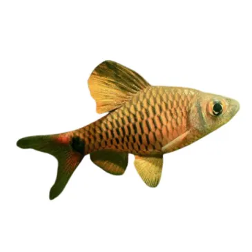 oreichthys crenuchoides