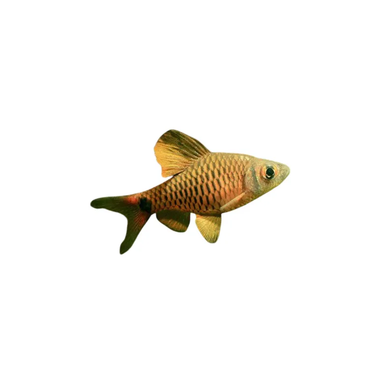 oreichthys crenuchoides