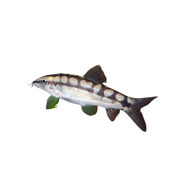 Ambastaia sidthimunki - Botia Loche naine