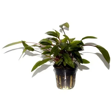 Cryptocoryne undulata 'Broad Leaves'