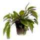 Cryptocoryne wendtii