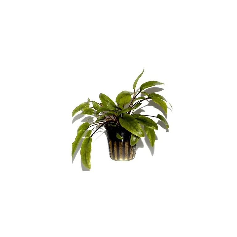 Cryptocoryne wendtii