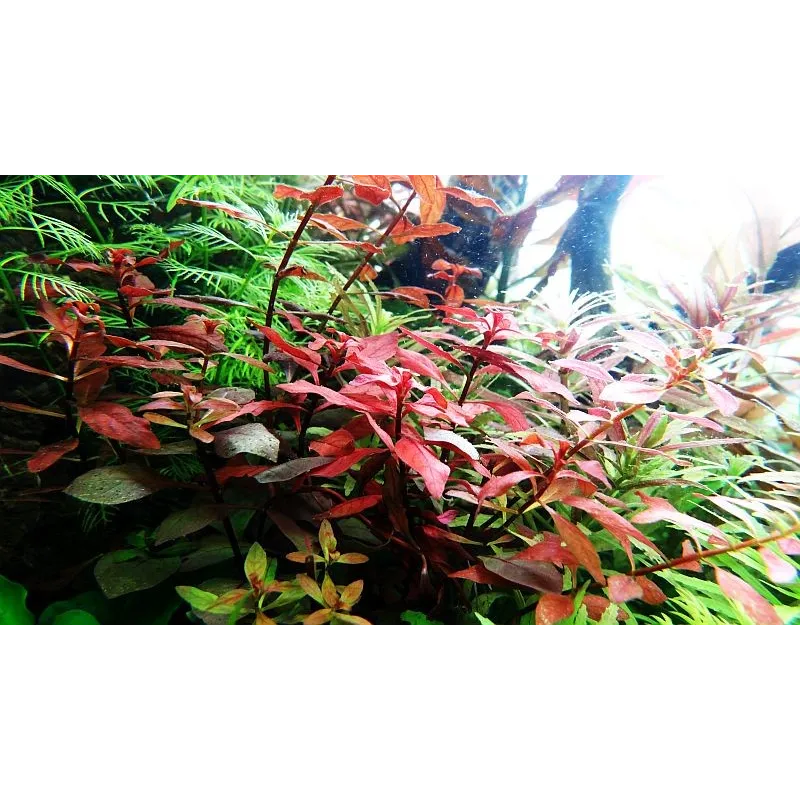 Ludwigia palustris