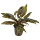 Cryptocoryne wendtii 'Tropica'