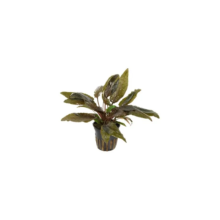 Cryptocoryne wendtii 'Tropica'