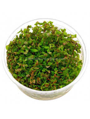 Rotala Macrandra Green ADA in vitro