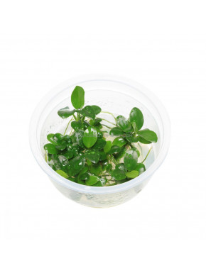 Anubias petite nana ADA in vitro