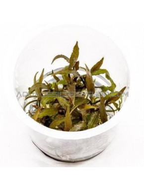 Cryptocoryne Axelrodi ADA in vitro