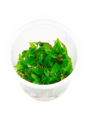 Cryptocoryne Wendtti ADA in vitro