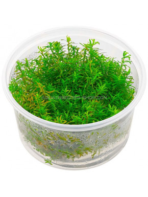 Rotala Rotundifolia Wayanad ADA in vitro