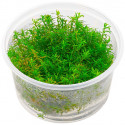 Rotala Rotundifolia Wayanad ADA in vitro