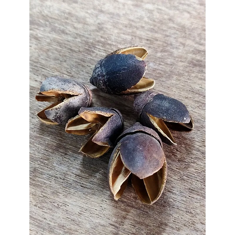 Bakuli Pods lot de 5