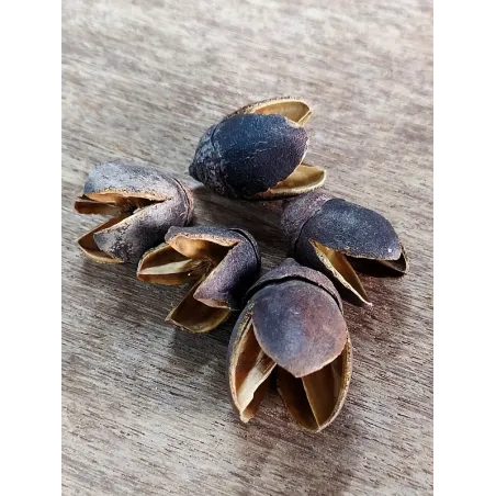 Bakuli Pods lot de 5