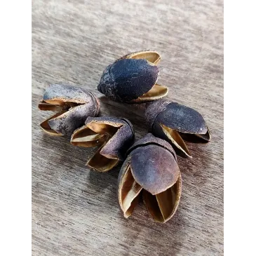 Bakuli Pods lot de 5