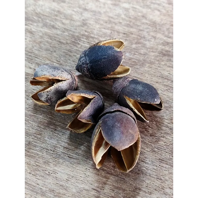 Bakuli Pods lot de 5