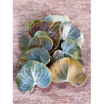 Coracao Leaves 10pcs